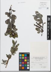 Foto von Salix glabra Scop.